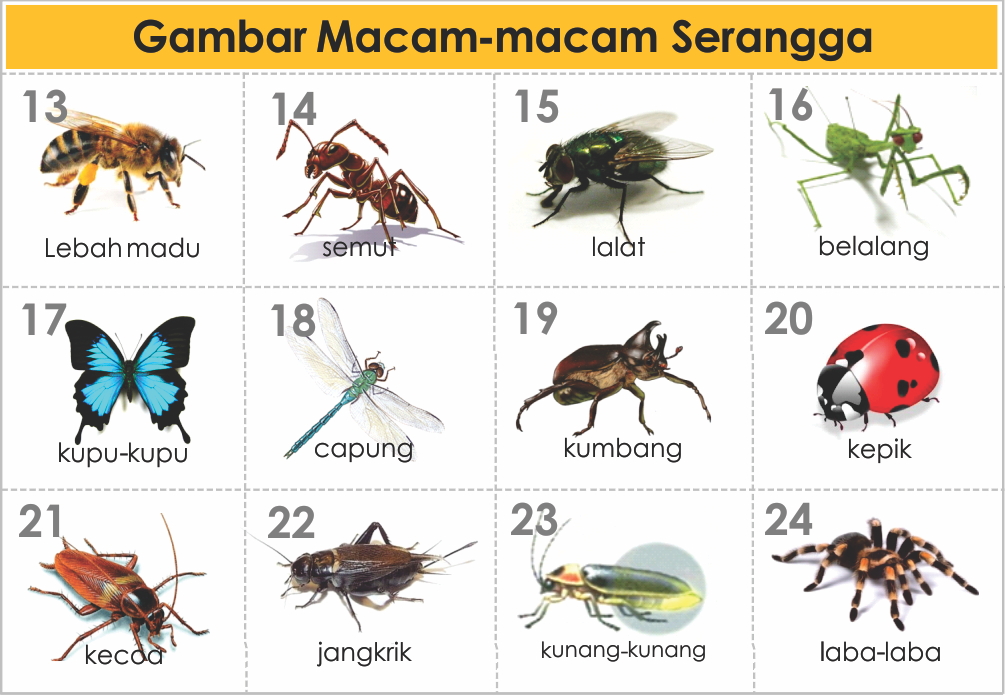 Macam Macam Jenis Vespa
