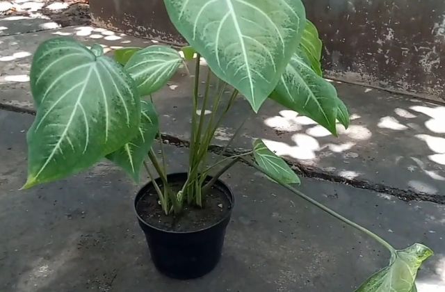 Cara Menyambung Handle Rem Yang Patah
