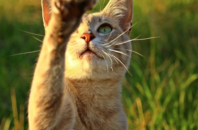 Cara Memperbaiki Jok Motor Yang Dicakar Kucing
