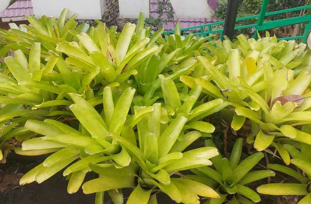 Honda Vario 150 Gi� Bao Nhi�u
