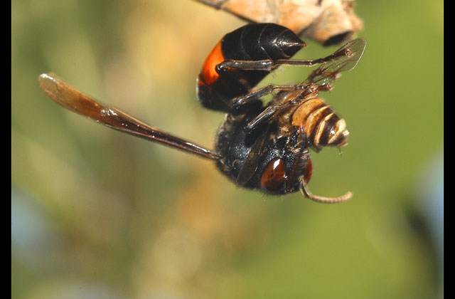Vespa Affinis
